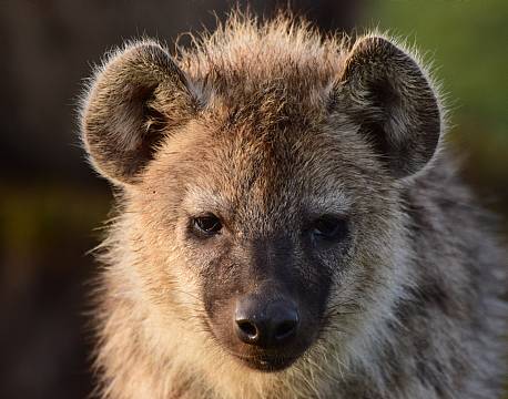 hyæneunge africa tours