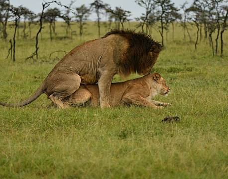 løver parrer sig africa tours