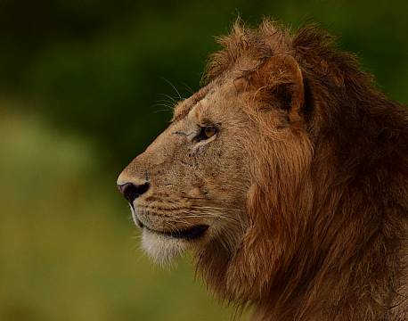 hanløve fra siden africa tours