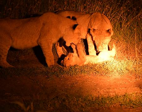 løveunge leger africa tours