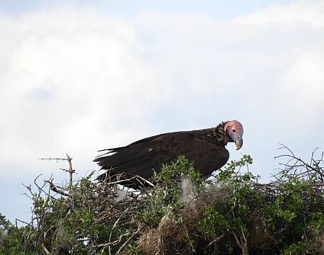 grib i rede safari africa tours