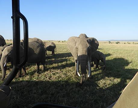 tæt på elefanter safari afrika africa tours