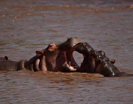 flodheste kæmper africa tours