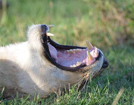 løvemund safari africa tours