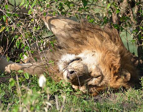 løve sover på savanne africa tours
