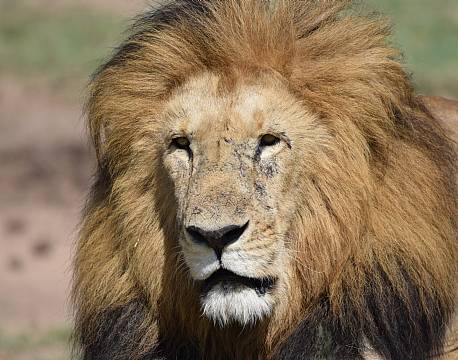 hanløve hoved africa tours