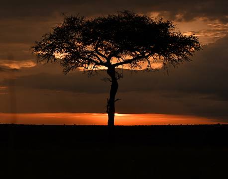 savanne med træ solnedgang africa tours