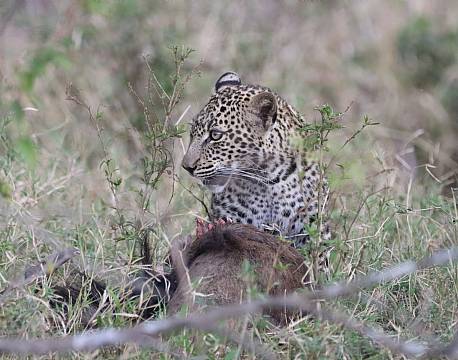 leopard-safari-afrika