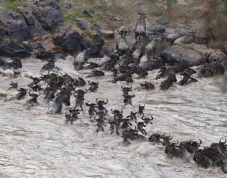 migration-gnuvandring-afrika