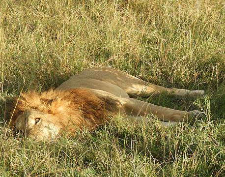 løve med manke africa tours