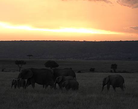 elefanter solnedgang savanne africa tours