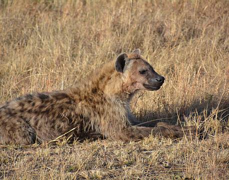 afrika hyæne africa tours