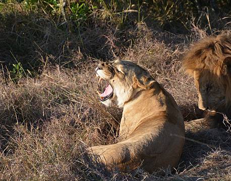løvemund africa tours