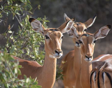 gazellefamilie africa tours