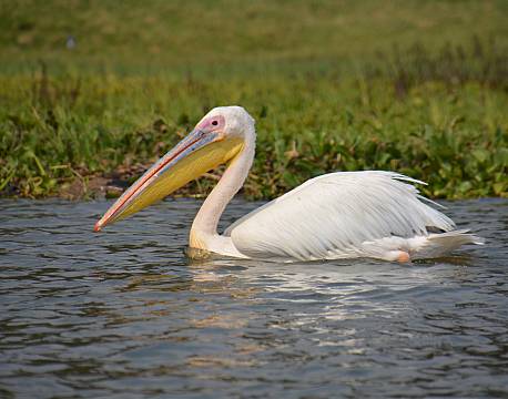 svømmende pelikan africa tours