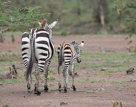zebramor og unge africa tours