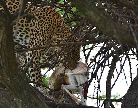 leopard i træ med bytte africa tours