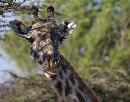 girafhoved africa tours