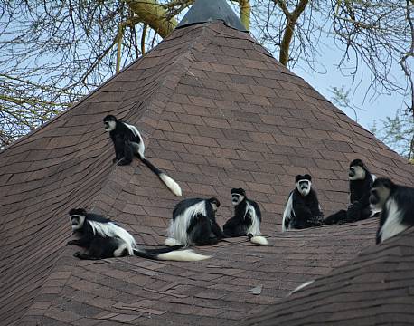 Lake Elementaita kenya africa tours
