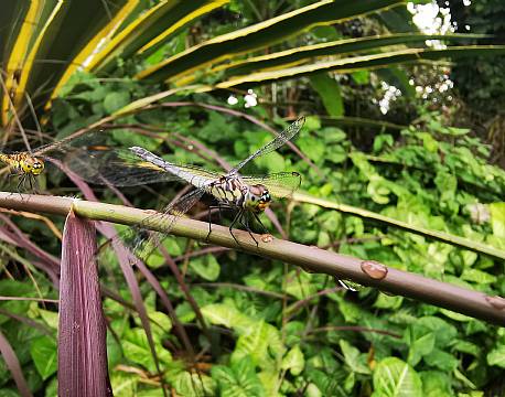 guldsmed afrika africa tours