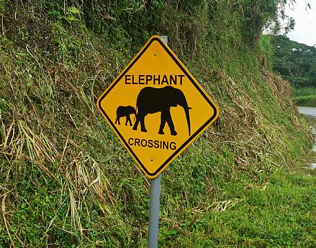 elepahant crossing africa tours