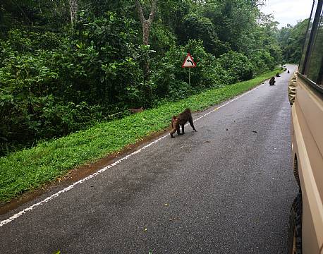 abe på vejen africa tours