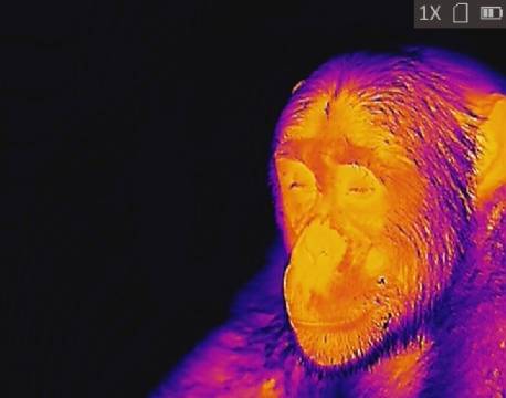 abe varmekamera africa tours