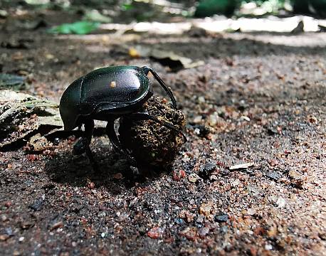 afrika møgbille africa tours