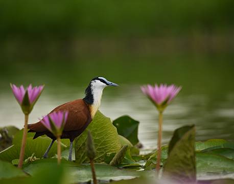 fugleliv uganda africa tours