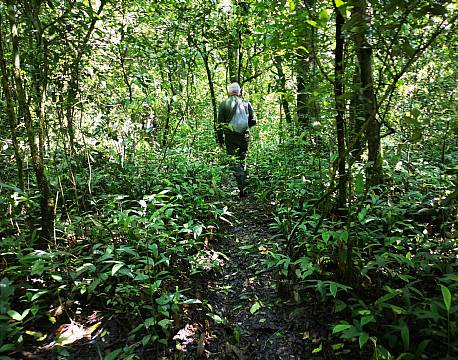 hike i jungle gorillasafari africa tours