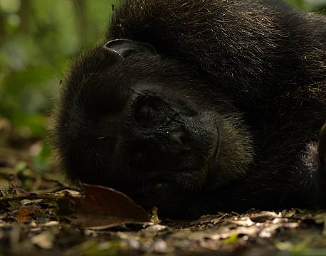 sovende gorilla africa tours