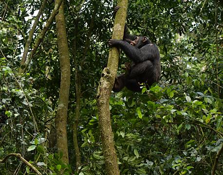 gorilla klatrer i træ africa tours