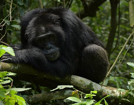 gorilla sover africa tours