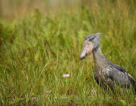 træskonæb safari africa tours
