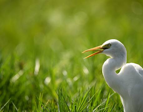 sølvhejre africa tours