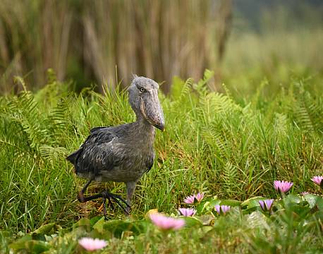 safari træskonæb africa tours