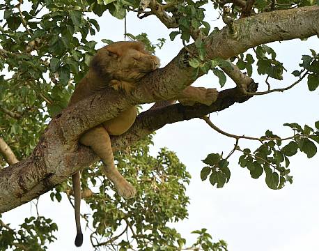 løve sover i træ africa tours