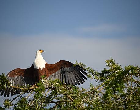 vingefang ørn africa tours
