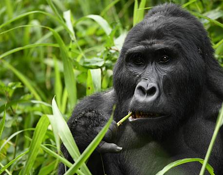 gorilla spiser africa tours