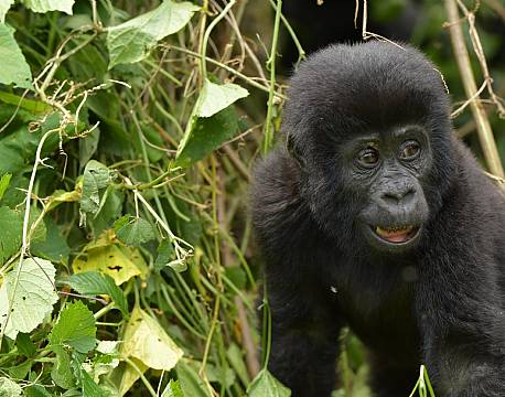 gorillasafari i junglen africa tours