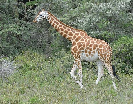 safarigiraf africa tours