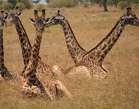 liggende giraffer africa tours