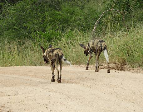 vildhunde på vejen africa tours