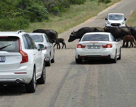 dyr på vejene africa tours