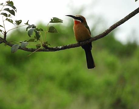 hvidpandet biæder africa tours