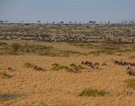 slette med safaridyr africa tours