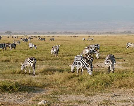 pelikanflok på savannen africa tours