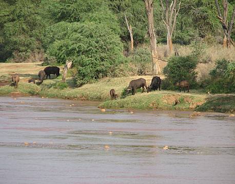 elefanter ved sø africa tours