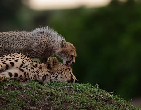 gepard soignerer anden gepard africa tours