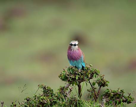 lilac breasted roller africa tours
